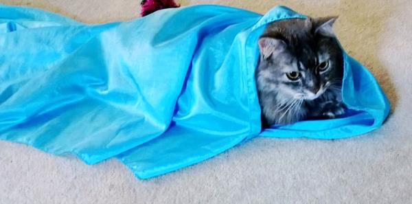 /Images/uploads/Humane Society of Utah/HSUCalendar/entries/737thumb.jpg
